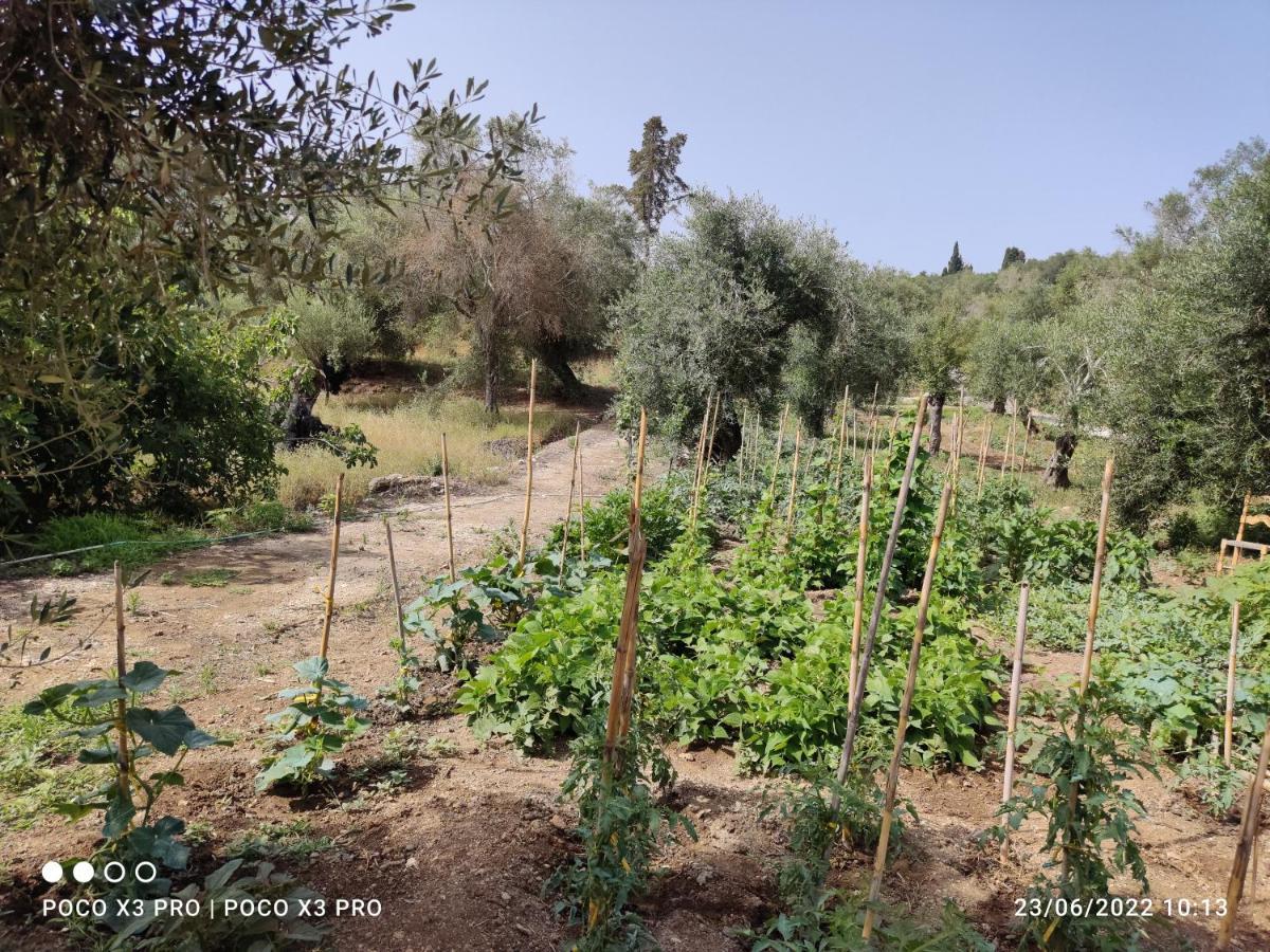 Corfu Oasis Studio Neochorakion Kültér fotó
